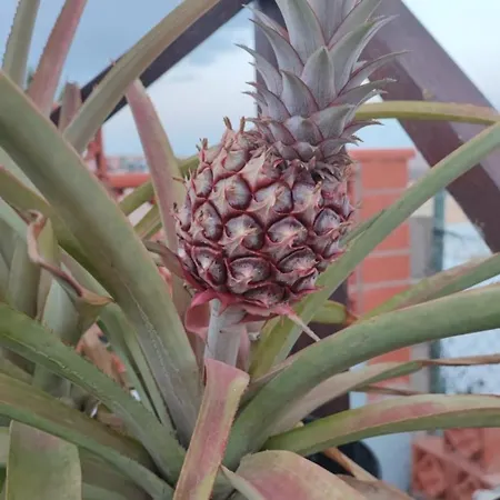 Apartman Casina - Relax View & Pool